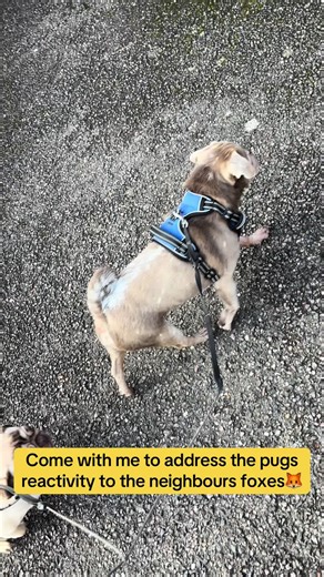 Effective Dog Reactivity Training Techniques