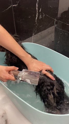 Pomeranian grooming!