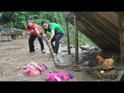 Giant python breaks into chicken farm, how to catch giant python, harvest watermelon garden.