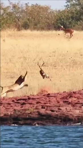 Death Lurking || Impala Pulls Off the Unthinkable to Survive