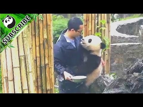 Naughty panda's rebellion fight with nanny