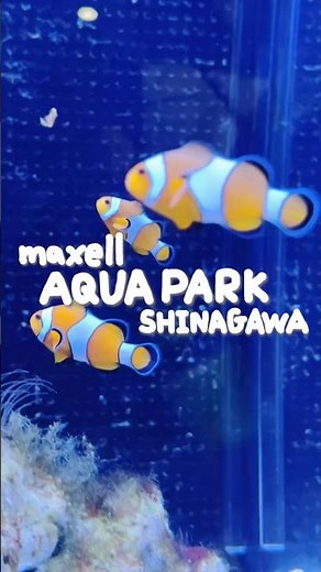 行く前に見て！マクセルアクアパーク品川🐠 #マクセルアクアパーク品川 #水族館 #水族館デート #東京観光 #aquarium #japantravel #品川 #カクレクマノミ