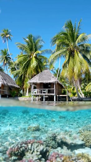 Have you ever seen anything this stunning? ✨ Discover the underwater paradise of Fakarava, where the vibrant coral reefs and mesmerizing marine life create a breathtaking spectacle 🪸🐠 🎥@moore_rachel . #Fakarava #UnderwaterBeauty #CoralReefs #MarineLife #ScubaDiving #OceanLovers #TravelParadise #NaturePhotography #ExploreTheWorld #TropicalEscape #IslandLife #TravelInspiration #NatureLovers #DivingParadise #SeaAdventures #underwatervideo #oceanreels | Polynesian islands