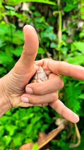 Wow beautiful land snail 🐌🦎🦞🪲 #wildlife #insects #nature #animals #youtubeshorts