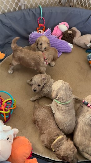 Angel's Pups - Goldendoodle Breeder in Los Angeles, CA on Instagram: "Lucy’s Mini Goldendoodle puppies 🐶 We still have two females available - Blue and Pink"