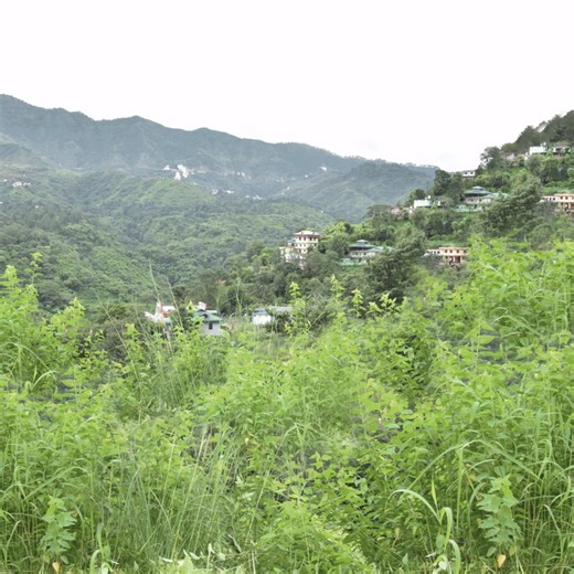 Honda Brush Cutters are perfect problem solvers for weeds and unwanted grass. Their easy usage and super-efficient performance make them the ideal choice over manual labor. For more details visit: http://bit.ly/3Z0xpMJ #HIPP #Honda #hondaindiapowerproducts #hondabrushcutter #weeding #grasscutting #highperformance #indianfarming #timesaver #farmtool #cuttingneeds | Honda India Power Products Limited