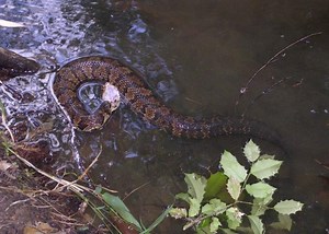 This Snake Scientist Is the Best Biologist on Twitter