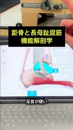 距骨と長母趾屈筋の機能解剖学