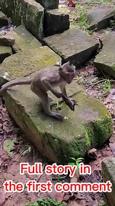 A young monkey plays with a frog amidst the ruins of Angkor Wat, creating a lively and playful scene. As the frog leaps, the monkey mimics its movements, turning the ancient temple into a playground. This moment highlights the timeless connection between nature and history. 🐒🐸 | Monkey Cambodia