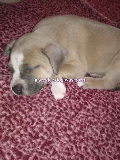#servicedogcommunity #servicedogintraining #servicedoglife #fyp #dogcommunity