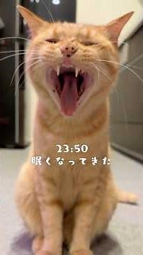 個性的な猫たちに囲まれて過ごす賑やかな夜🌙 #猫 #ルーティン #shorts