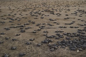 Conserving marine turtles and priority habitats in the Nicaraguan Pacific
