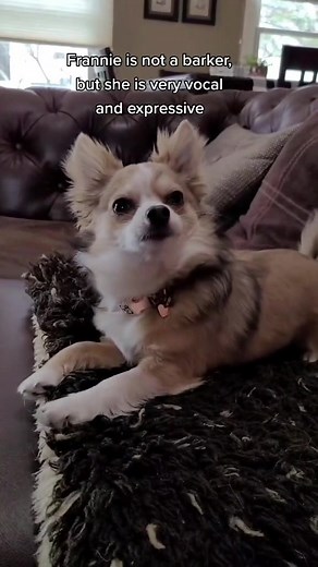 Frannie the Talking Chihuahua: A Joyful Conversation with Humans