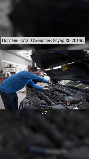 Pet the cat! Bringing the 2014 Jaguar XF back to life. #7 | jaguar car