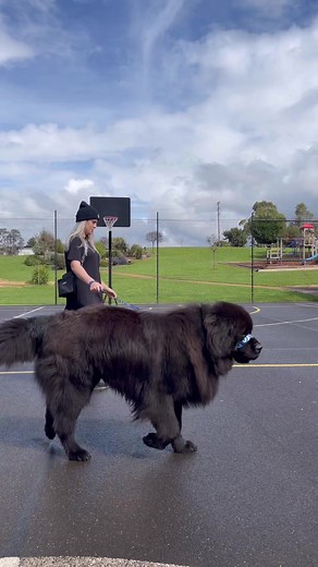 Very big 🐻 #newfoundland #newfie #giantbreed #giantdog Song: Vokker - Everyday [Tiktok Song] (Lyrics) Big big big very big