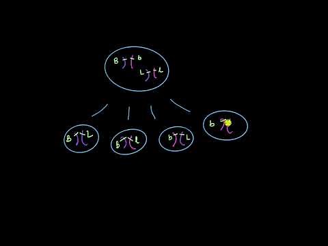 Chromosomes, linkage and recombination - Part 1 | Principles of Inheritance | Biology | Khan Academy