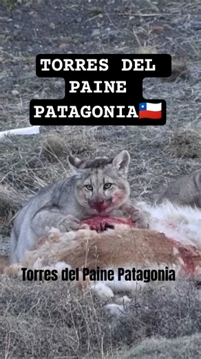 "Por que los Pumas cazan Guanaco?Survival in Patagonia #patagonia #puma #naturaleza #wildlife