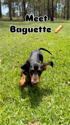 Meet Baguette | The rescue sausage dog looking for a home #rescue #dogs #pets