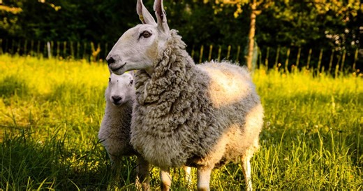 Comment élever un mouton ?