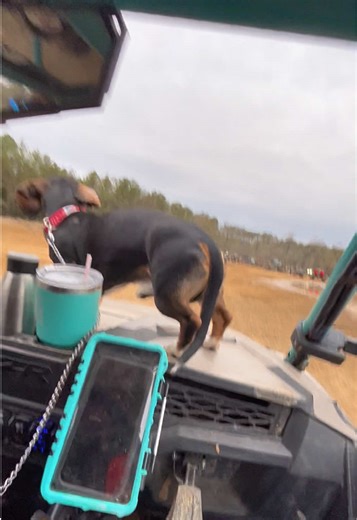 He was livin his best life on the trails 😂 #gibbys #offroadpup #boggsandboulders #offroadlife #offroadadventures