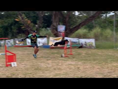 Doberman AGILITY PERFORMANCE