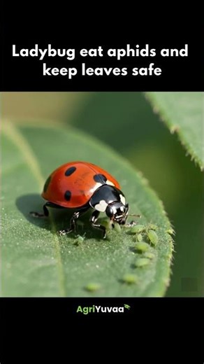 Ladybugs eat aphids #agriculture #nature #viral #shorts