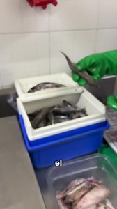 Así se alimentan y pesan a los pingüinos en cautiverio | Acuario Inbursa . #pingüinos #wildlife | JairDimas