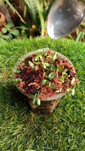 how to grow flaxseeds plant at home #garden #gardening #plants #shorts #flaxseed