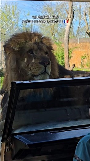 (71) Touroparc Zoo, Romanèche‑Thorins – Saône‑et‑Loire / FRANCE 🇫🇷
