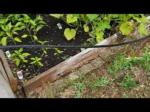 Element SoakerPro Landscape Hose Great for Gardens and Other Things DIY