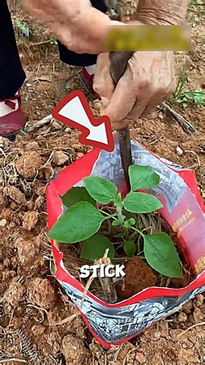 Plant Protection with Dry Straw🌱🤯#farming