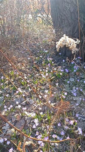 Little Springtime Flowers 🌷 #spring #flowers #happiness