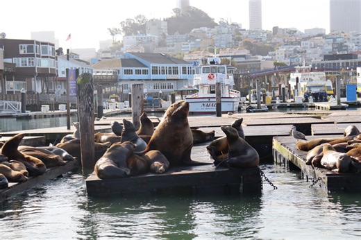Massive Steller sea lion seen lounging at S.F.’s Pier 39