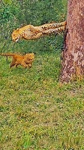 Hilarious sighting of a couple of leopard cubs going absolutely nuts! Watch how they chase one another and show off their incredible parkour skills. | Cute Tings