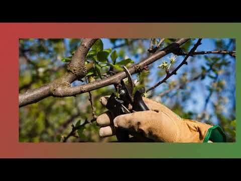 Learn About The Tree Lady Company