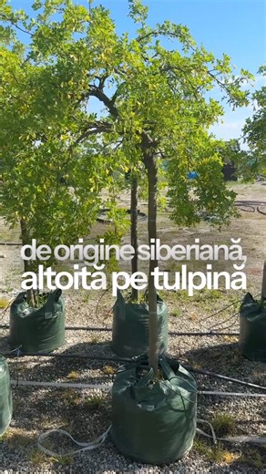 🌿 Caragana Pendula – Simbol al rezistenței și protecției spirituale ideală pentru crearea unui punct focal în grădini elegante și sofisticate, cu aspect spectaculos și ramuri arcuite.📏 Înălțime: 175–200 cm🚚 Livrare rapidă oriunde în România👉 Comandă acum: https://bursa-plantelor.ro/products/caragana-arborescens-pendula📞 Comenzi rapide: 0736.707.707 | Bursa Plantelor