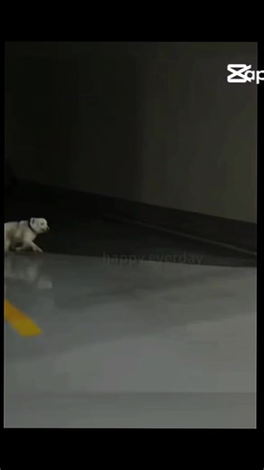 Cats Show Insane Drifting Skills