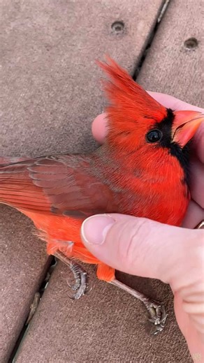 Nature’s most iconic red bird，#cardinal#redbird#wildlife#winterbirds | birds