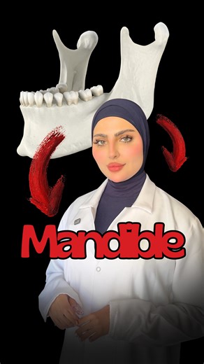 Dr.Adyan on Instagram: "The mandible, or jawbone, is the largest, strongest, and only movable bone in the human skull."