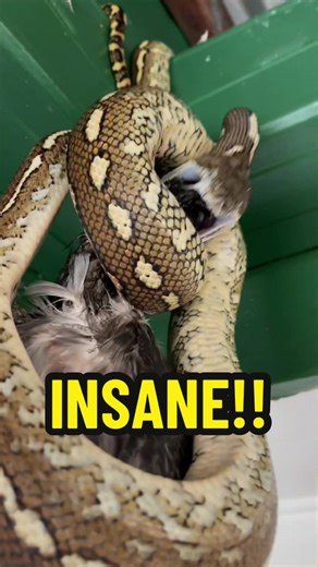 Crazy Python Devours Bird in Insane Feeding Frenzy!