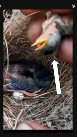 baby bird dies after being disturbed by ants