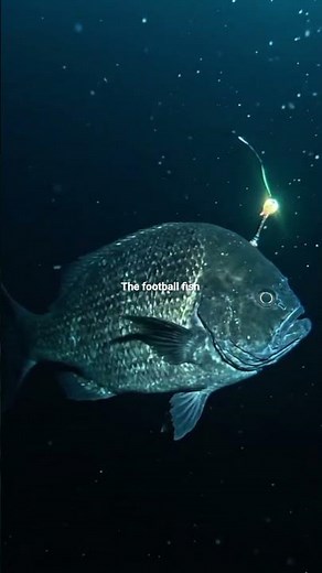 The Football fish-The monster with a lantern