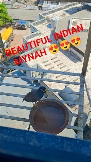 INDIAN MYNAH 🎵 🎶 🎵 #balconybirds #mynah #birds #citybirds