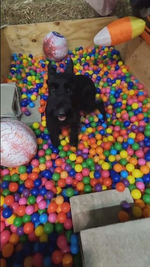 What Is The PDS Difference? Going The "Extra Mile" Family Bred/Raised/Trained Home Personal Security