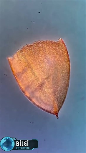 Küçük Bir Kanatta Büyük Bir Sanat