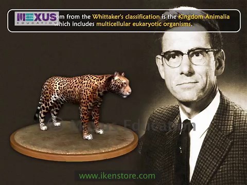 Porifera Facts for Kids