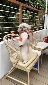 Dance move ni Coco #ai #coco #dancingdog #viral #viralvideo #makeitviral #dance #furbaby #shihtzu
