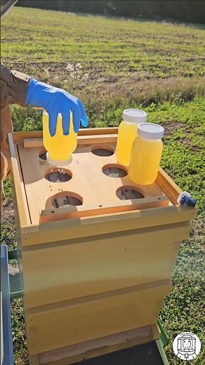 Feeding Bees with My New Mason Jar Setup 🐝 | Bee-Friendly Syrup Feeding #beekeeping #beekeeper #bees