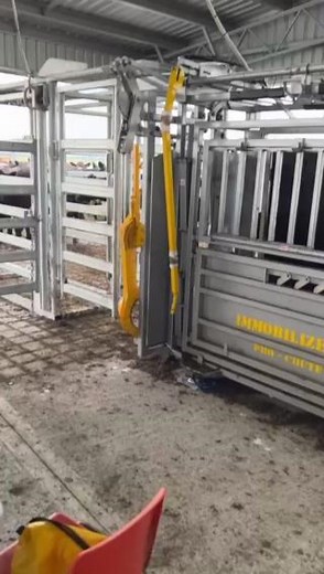 A great video showcasing the efficiency of Pneumatics at Boonderoo Pastoral Company!📽️ "We did some preg testing this week at Elad in Lucindale, South Australia. We managed to Preg test three mobs totalling 380 cows drafting them three ways early, late and dry in 3.5hrs. Couldn’t be happier to have the pneumatics in this set-up! Definitely worth the money in my book." | ProWay Livestock Equipment