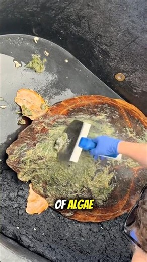 Why Was This Turtles Shell Covered in Barnacles and Algae? 🐢